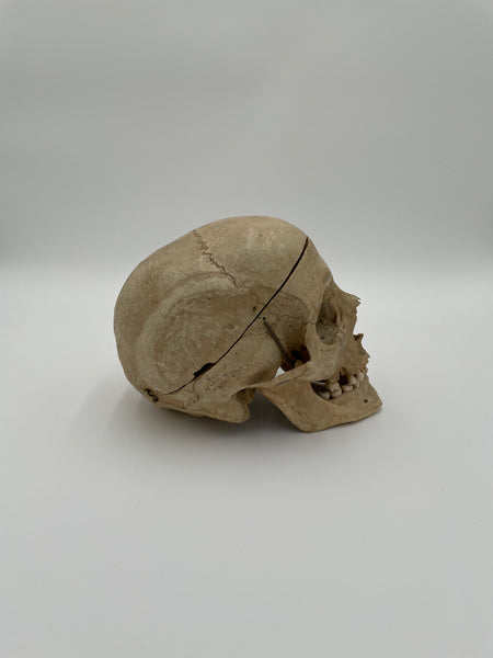 Antique Real Human Skull 580 – 6 Brains