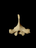 Real Human Thoracic Vertebrae
