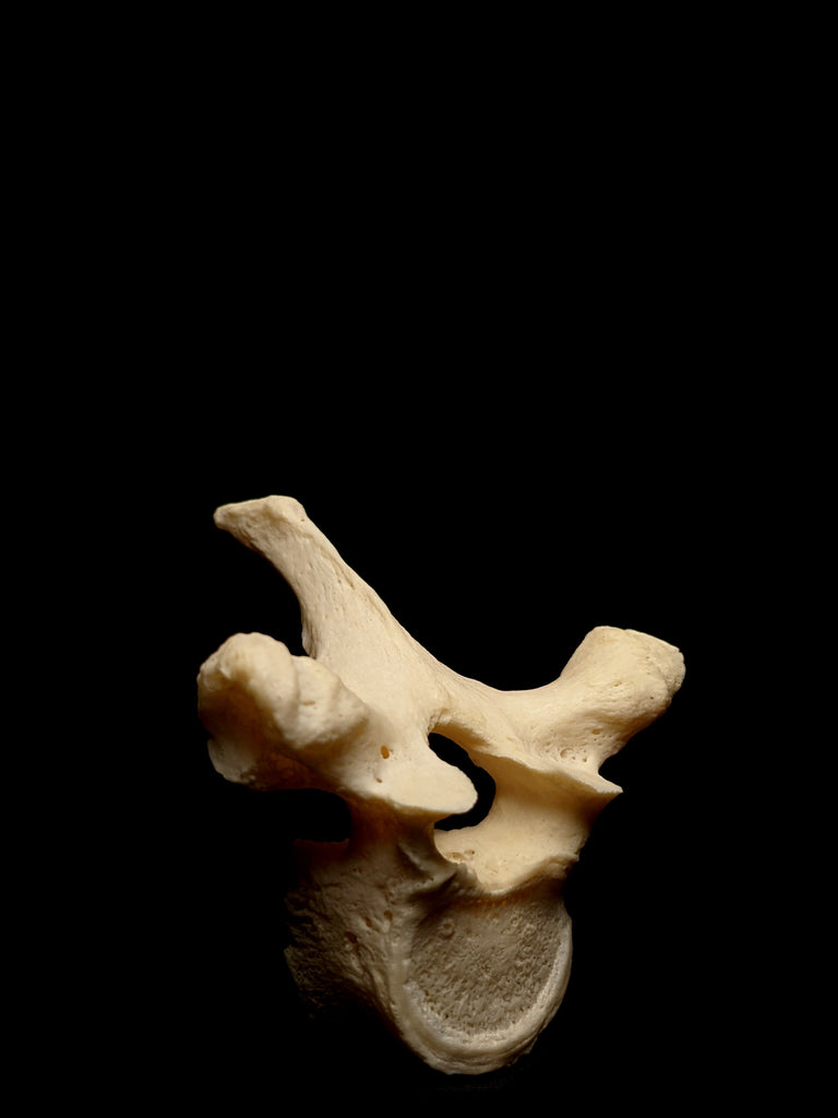 Real Human Thoracic Vertebrae