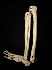 Articulated Leg