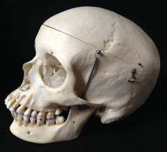 Adult Real Human Skulls