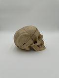 Antique Real Human Skull 580