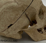 Antique Real Human Skull 580