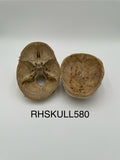 Antique Real Human Skull 580