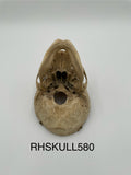 Antique Real Human Skull 580