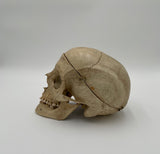 Antique Real Human Skull 580