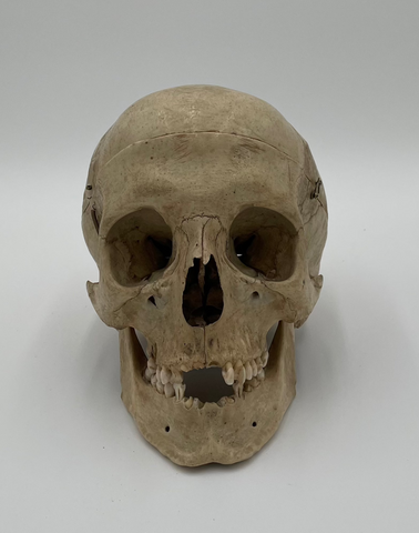 Antique Real Human Skull 580