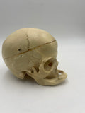 A Real Geriatric Human Skull #307