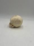 3 Month Old Pediatric / Fetal Skull