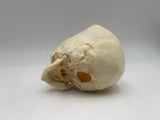 3 Month Old Pediatric / Fetal Skull