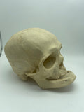 A Uncut Real Human Geriatric Skull #61