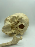 A Uncut Real Human Geriatric Skull #61