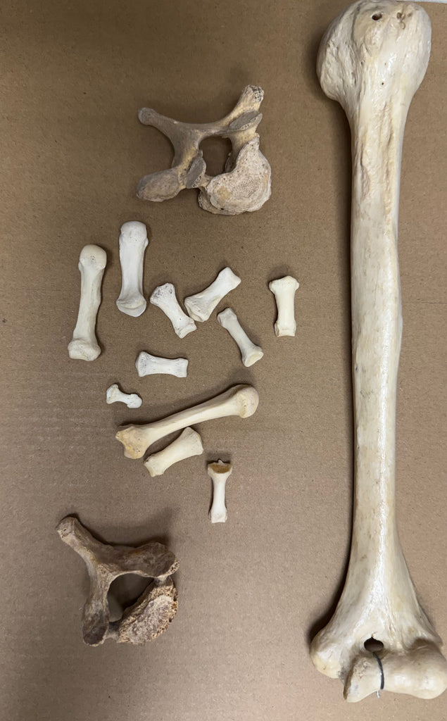 A Search & Rescue Dog Cadaver Real Human Bones (Natural Bone) Set 6