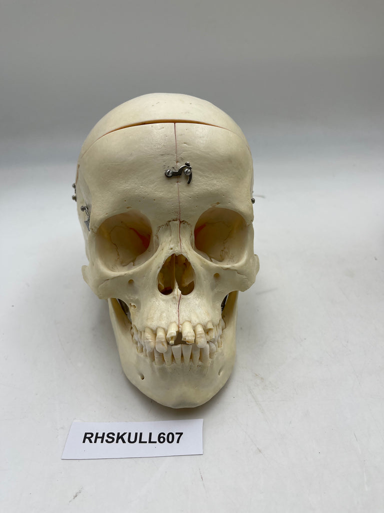 A Female Sagittal Section Real Human Skull #607