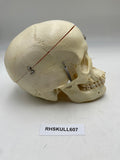 A Female Sagittal Section Real Human Skull #607