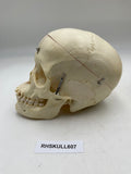 A Female Sagittal Section Real Human Skull #607