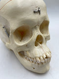 A Female Sagittal Section Real Human Skull #607