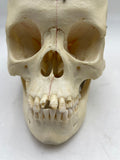 A Female Sagittal Section Real Human Skull #607