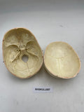 A Female Sagittal Section Real Human Skull #607