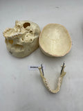 A Female Sagittal Section Real Human Skull #607