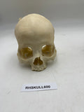 A Partial Real Human Partial Skull 600