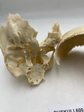 A Partial Real Human Partial Skull 600