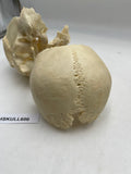 A Partial Real Human Partial Skull 600