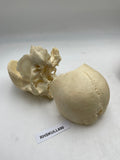 A Partial Real Human Partial Skull 600