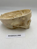 A Partial Pediatric Human Skull 598