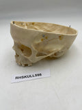 A Partial Pediatric Human Skull 598