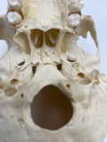 A Partial Pediatric Human Skull 598