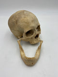 A Uncut Real Human Skull #59