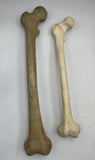 A Female and Male Real Human Femur Set #300