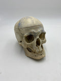 A Real Human Skull #58