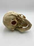 A Real Human Skull #58