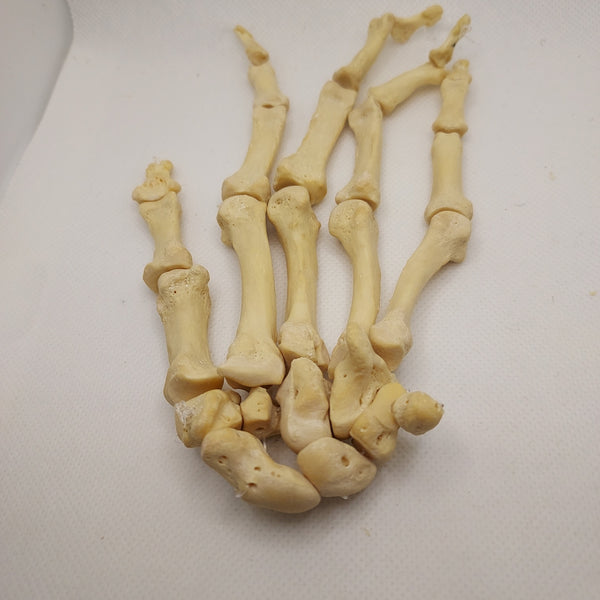 Real Human Left Hand 109 – 6 Brains