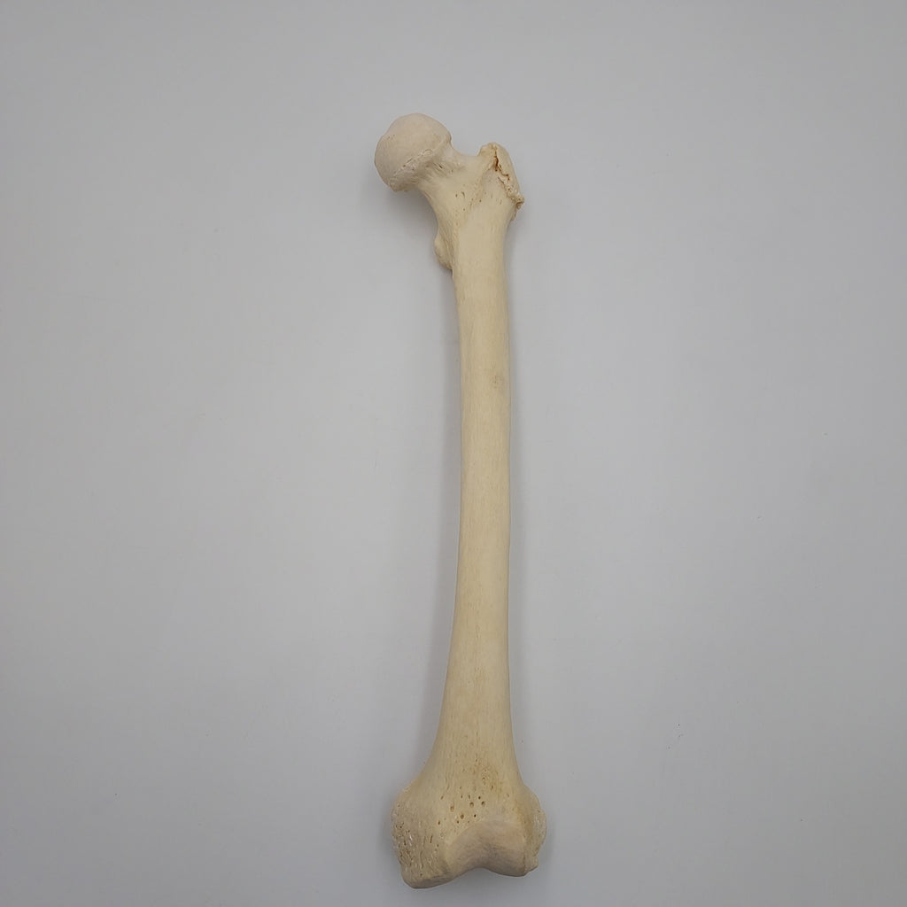 human femur bones