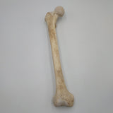 Real Right Human Femur 106