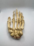 Real Human Left Hand 103