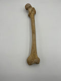 Real Left Human Femur 109