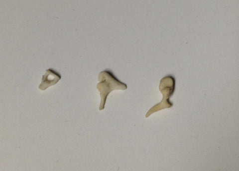 Ear Ossicles - Malleus Incus Stapes - Real Human Bones