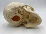 A Very Nice Real Human Pediatric Skull With Dissected Jaw 303