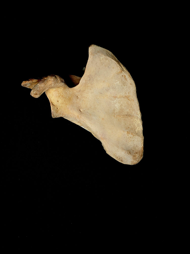 Rabbit Triangular Scapula Scapula Unlabeled