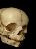40 Week Old Human Fetal Skull