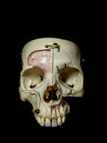 Kilgore International Human Skull