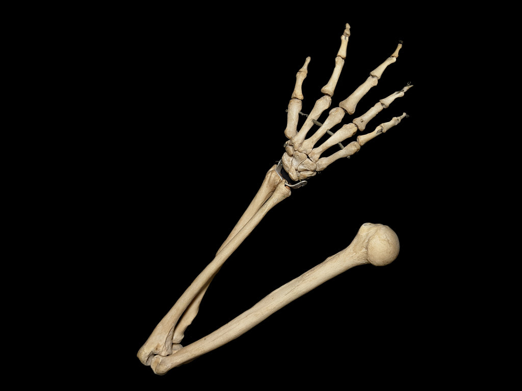 Real Human Arm